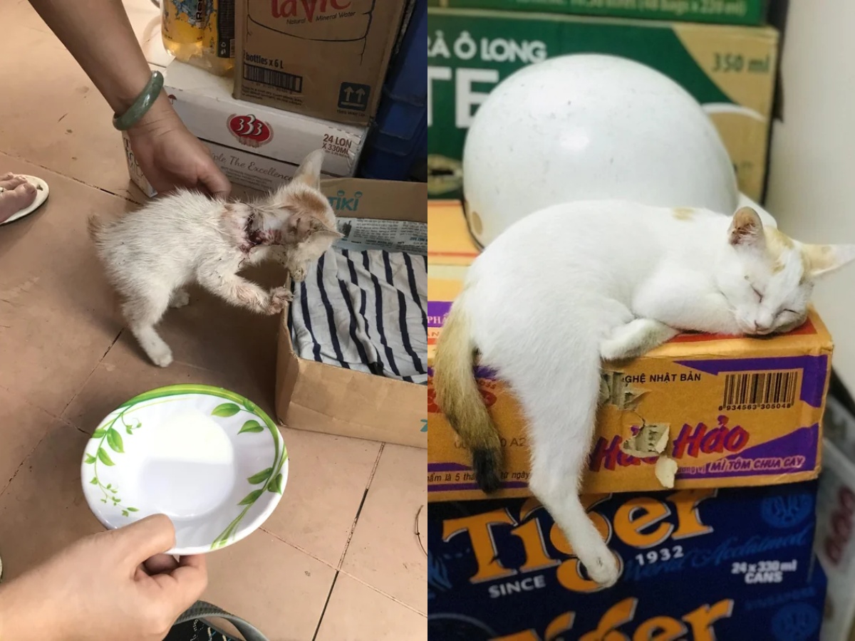 An American Bulldog and a Dogo Argentino
